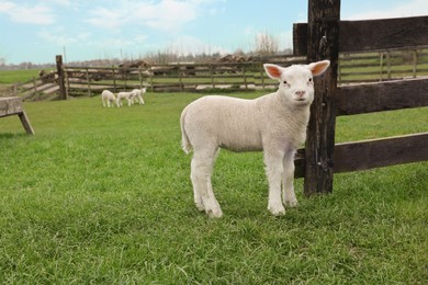 Photo of Cute lamb near wooden fence on green field, space for text