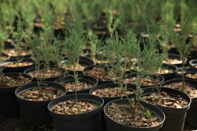 Photo of Thuja trees in pots, closeup. Planting and gardening
