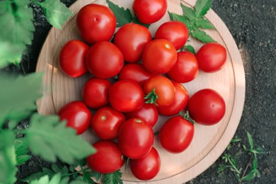 Wooden board with fresh ripe tomatoes outdoors, top view