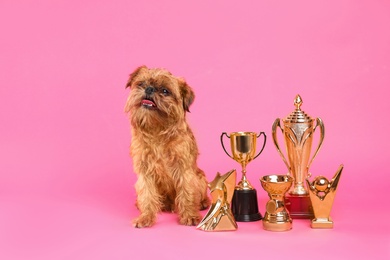 Cute Brussels Griffon dog with champion trophies on pink background