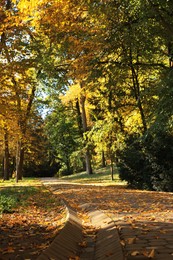 Pathway, fallen leaves and trees in beautiful park on autumn day