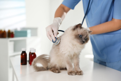 Professional veterinarian examining cat in clinic, closeup