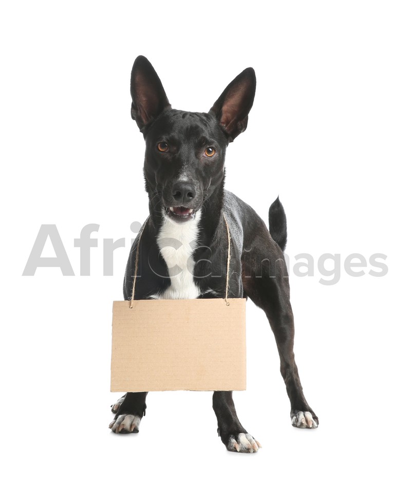 Cute black dog with blank cardboard sign on white background. Homeless pet