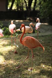 Flock of beautiful flamingos in zoo. Wading birds
