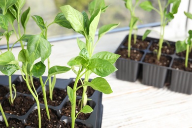 Photo of Vegetable seedlings in plastic tray on window sill, closeup. Space for text