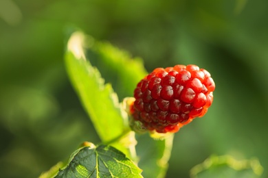 Blackberry bush with unripe berry in garden, closeup