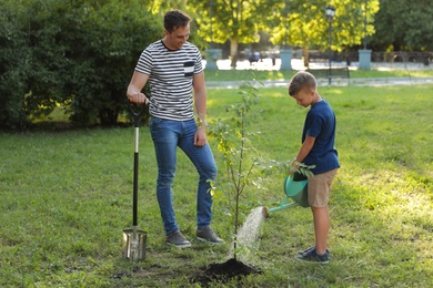 Dad and son watering tree in park on sunny day