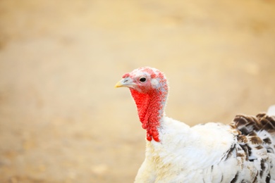 Photo of Domestic turkey with white feathers outdoors, closeup. Poultry farming