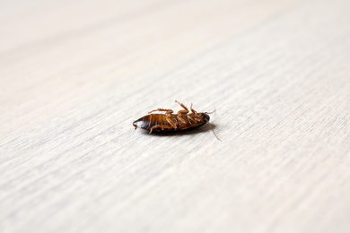 Cockroach on wooden table, closeup. Pest control