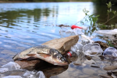 Dead fish on stone among trash in river. Environmental pollution concept