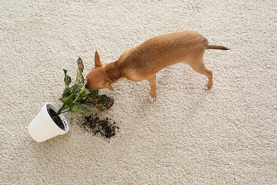 Adorable Chihuahua dog near overturned houseplant on carpet indoors, above view