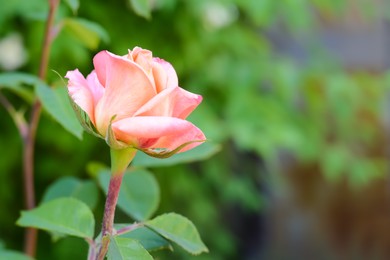 Beautiful pink rose growing outdoors, closeup. Space for text