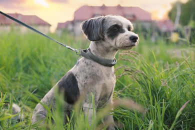 Cute dog with leash sitting in green grass outdoors