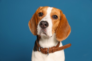 Adorable Beagle dog in stylish collar on dark blue background