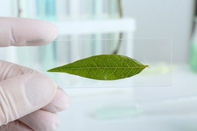 Scientist holding glass slide with leaf in laboratory, closeup