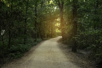 Photo of Pathway in park with green trees. Nature reserve