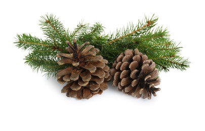 Beautiful fir branches with dry cones on white background