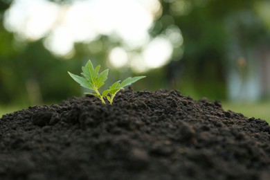 Photo of Beautiful young tomato seedling in ground outdoors