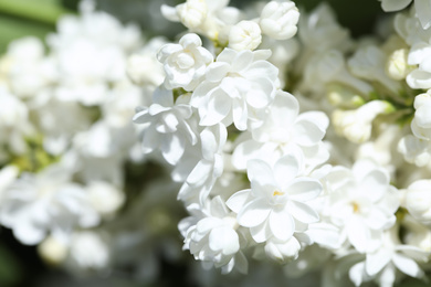 Closeup view of beautiful lilac shrub with white flowers outdoors