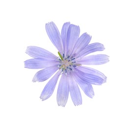 Photo of Beautiful tender chicory flower isolated on white