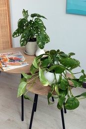 Beautiful house plants and magazines on wooden table indoors. Home design idea