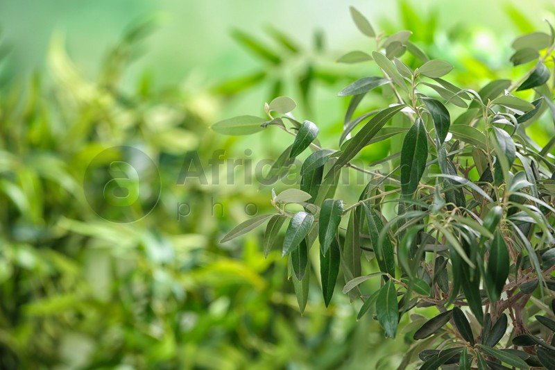 Olive tree with leaves on green blurred background. Space for text