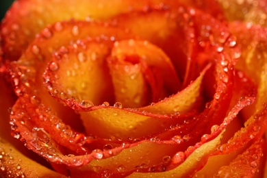 Closeup view of beautiful blooming rose with dew drops as background