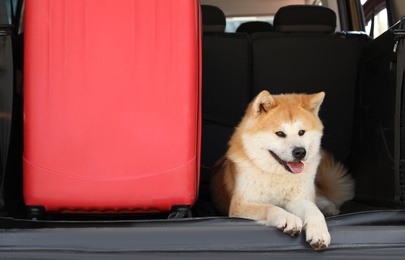 Cute Akita Inu dog and suitcase in car trunk