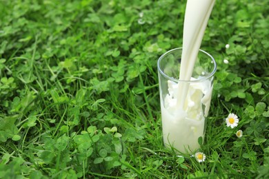 Pouring fresh milk into glass on green grass outdoors, space for text