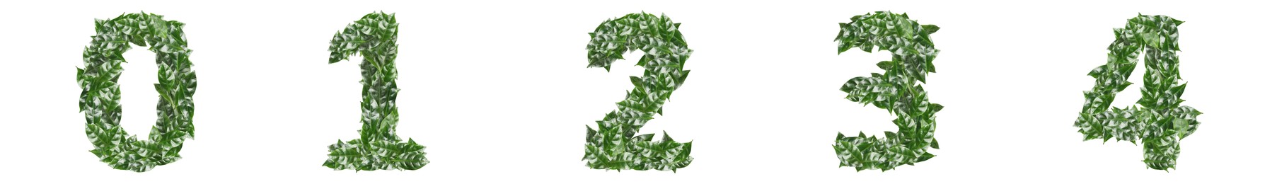 Numbers made of fresh green leaves on white background. Banner design