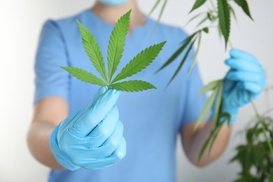 Doctor holding fresh hemp plant on white background, closeup. Medical cannabis