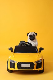 Adorable pug dog in toy car on yellow background