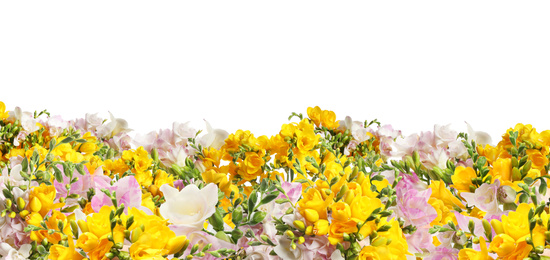 Many beautiful fragrant freesia flowers isolated on white. Banner design