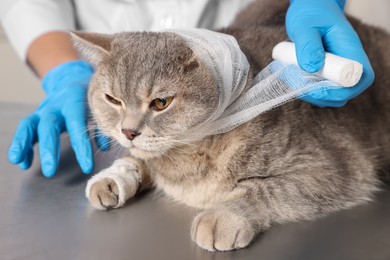 Veterinarian putting bandage on ear of cute scottish straight cat at grey table, closeup