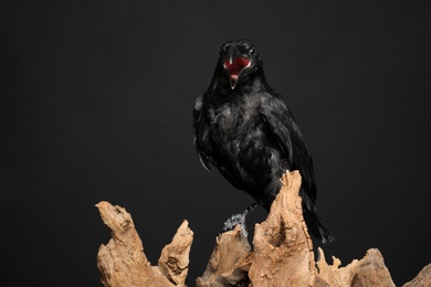 Photo of Beautiful common raven perched on wood against dark background