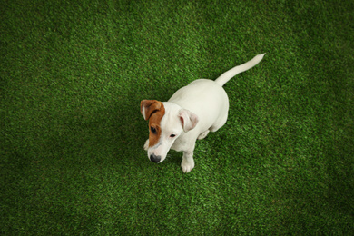 Photo of Cute Jack Russel Terrier on green grass, top view. Lovely dog