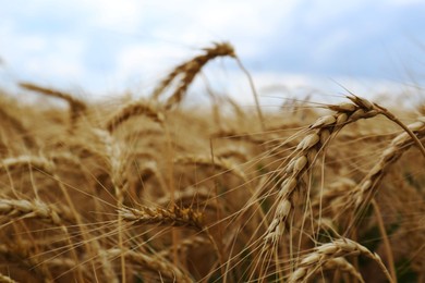 Ripe wheat spikes in agricultural field, closeup. Space for text