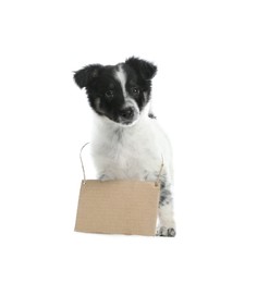 Cute little dog with blank cardboard sign on white background. Homeless pet