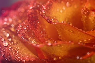 Closeup view of beautiful blooming rose with dew drops