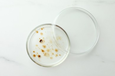 Photo of Petri dish with culture on white marble table, top view