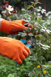 Woman wearing gloves pruning stem by secateurs in garden, closeup