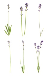 Set of lavender flowers on white background