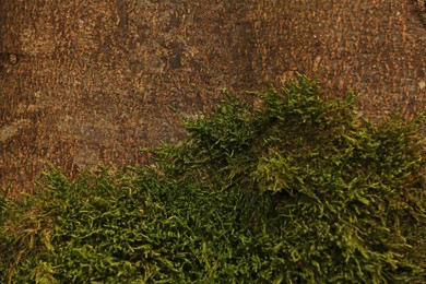 Photo of Green moss on tree bark, closeup view
