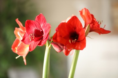 Beautiful red amaryllis flowers on blurred background, closeup