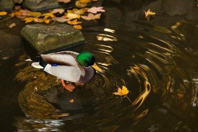 Beautiful duck in pond and yellow leaves in park