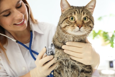 Professional veterinarian examining cute cat in clinic