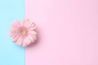 Beautiful gerbera flower on color background, top view. Space for text