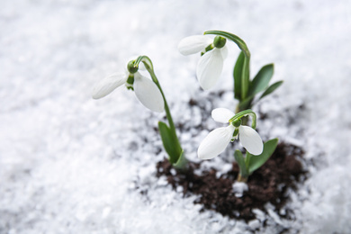 Fresh blooming snowdrop flowers growing through snow. Springtime