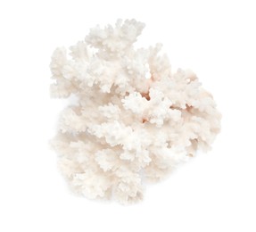 Beautiful exotic sea coral isolated on white, top view