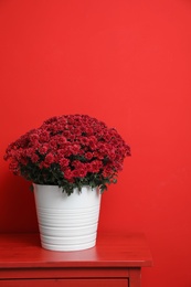 Pot with beautiful chrysanthemum flowers on cabinet against red background. Space for text